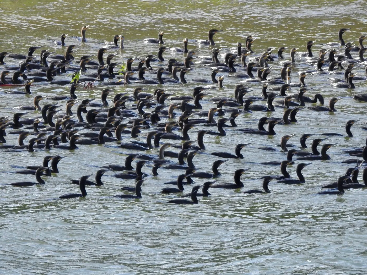 Una bandada de cormoranes nadando junta sobre el lago Bayano